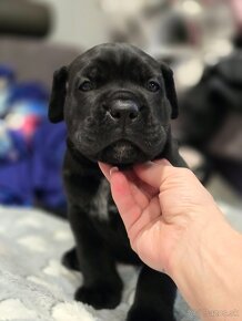 Cane corso FCI , VITA DA CAPO - 2