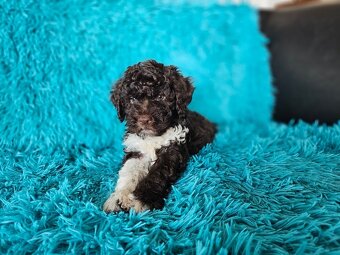 LAGOTTO ROMAGNOLO-brown, with super ped. FCI - 2