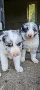 Dva krasne psiky border kolia  modre merle blue merle - 2