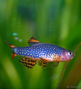 Danio margaritatus (Galaxy) - 2