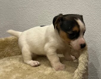 Jack russel terier - 2