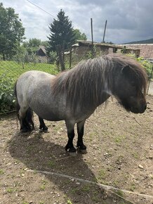 Mini Shetland pony žrebec - 2