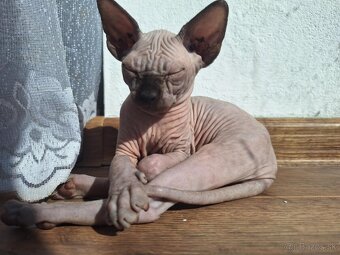 Sphynx - 2