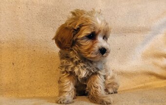 Maltipoo - 2