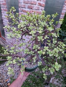 Nadherny velky stary sukulentny bonsai Portulacaria - 2