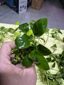 Anubias barteri - 2