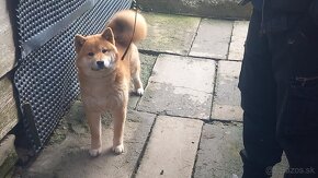 shiba inu - 2