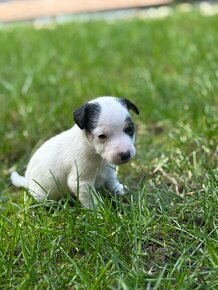 Jack Russell teriér - 2