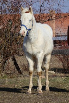 Aph žrebček,  paint horse - 2