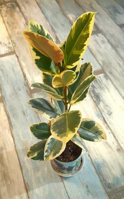 Ficus elastica tineke - 2