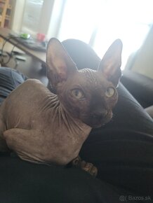 Sphynx - 2