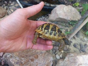 Korytnačka testudo hermanni - 2