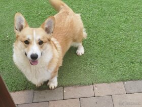 Welsh corgi parenie - 2