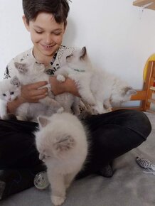 Ragdoll mačiatka /macicky,kocurikovia/ - 2