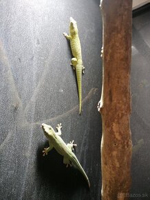 Phelsuma grandis - mladý pár - 2