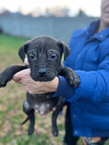 Americký bandog - 2