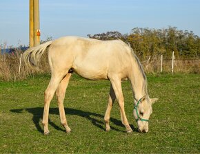 Atraktívny žrebček 1/2 quarter horse - 2