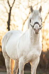 Ponúkam pripúštanie Cremello AQH žrebcom - 2