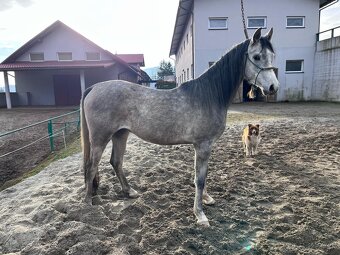 Arabske plnokrvniky na predaj - 2