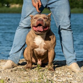 American Bully krytie s PP - 2