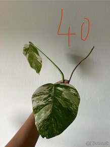 Monstera albo - 2