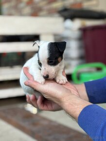 Jack Russell terrier - 2