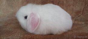 Mini Lop baranček - 2