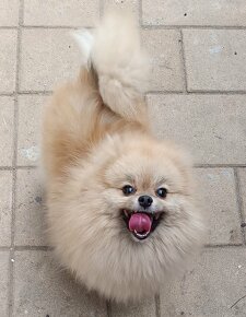 Pomeranian Fenky s PP  FCI ihneď k odberu - 2