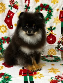 Pomeranian - 2