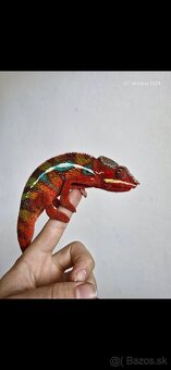 Chameleon pardali - 2