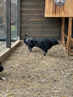 kohút , ayam cemani x hodvabnicka - 2