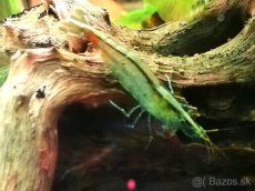 Krevetky neocaridina palmata 15+5ks zadarmo - 2