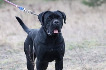 Šteniatka Cane Corso - 2