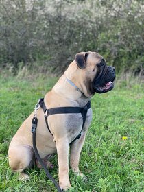 Bullmastiff na krytie - 2