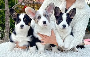 Welsh corgi cardigan. - 2