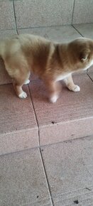 Shiba inu - 2