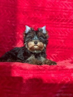 Yorkshire terrier, york - 2