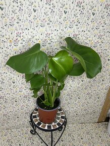 Monstera deliciosa - 2