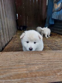 Predám. Križenec zlatý retriever vlčiak ,7 tyždnové. - 2