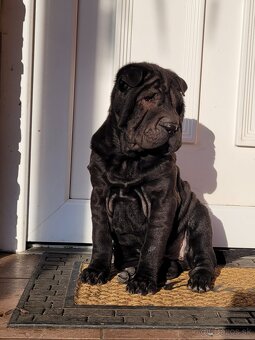 Sharpei štenniatko - 2