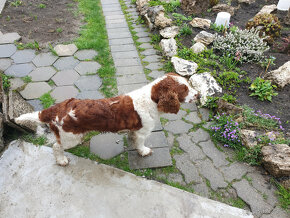 welsh springer španiel pes na krytie - 2