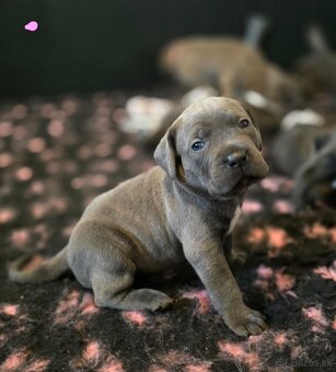 Šteniatka Cane Corso s PP - 2