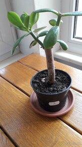 Crassula Ovata - tučnolist, Strom peňazí - 9 Eur (č. 3) - 2