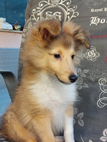 Štenietko Sheltie/ Šeltie s PP FCI - 2