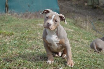 American bully ABKC standard - 2