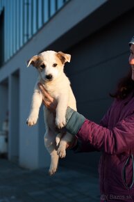 Darujem mini šteniatka - psíci Edger a Rico - 2