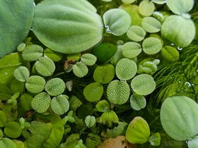 Plávajúca rastlina do akvária (miska) - Pistia, Salvinia - 2