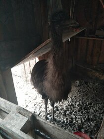 Emu hnedy - 2