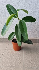 Ficus Elastica longifolia / Fikus / Gumovník S - 2