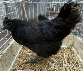 Predam sliepocky ayam cemani - 2